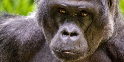 REFERENZPROJEKT SBS-Silverback-Security